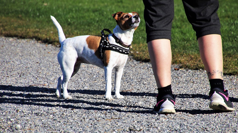 Animal Behaviour Counseling For Your Pets