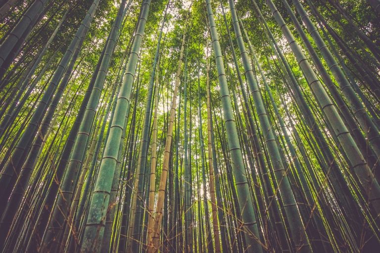 bamboo2