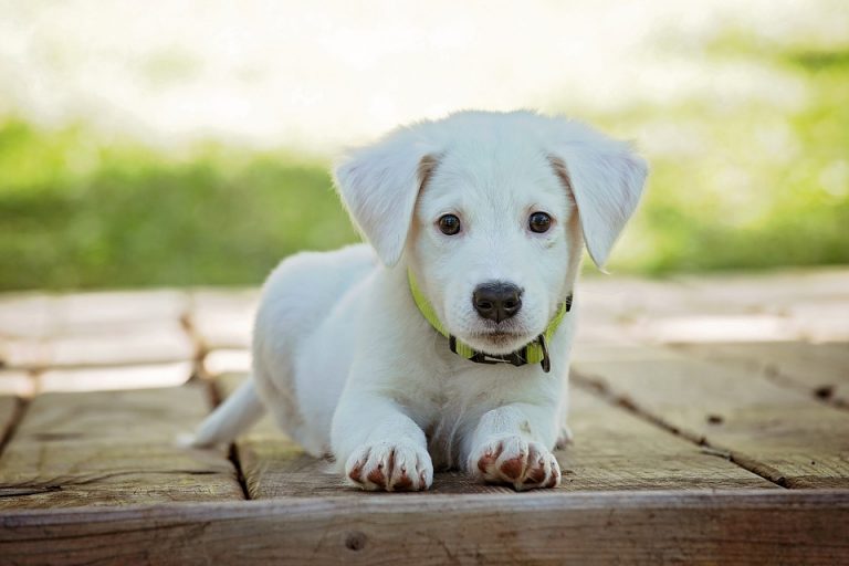 pet2