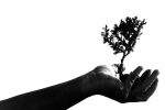 Plant A Tree Donation—a Wonderful Gift Of Good Karma For Your Loved Ones