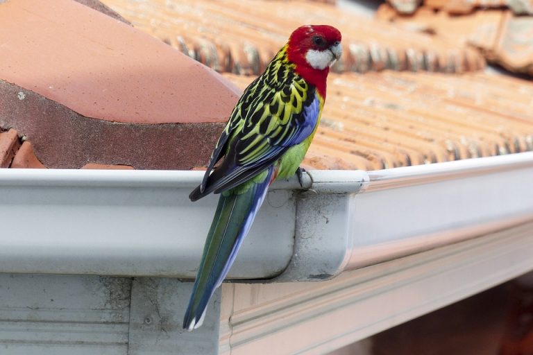 eastern-rosella-829724_960_720