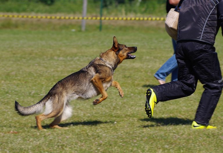 german-shepherd-dog-2882343_960_720