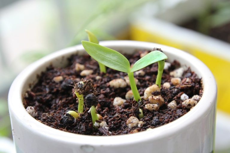 sprout-790155_960_720