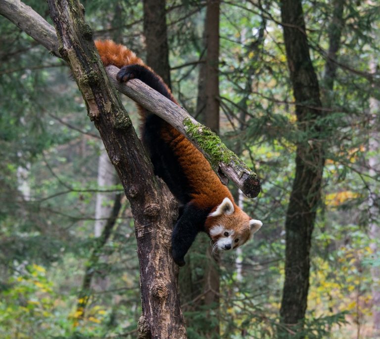 red-panda-1030885_960_720
