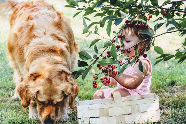 cherries-3497780_960_720