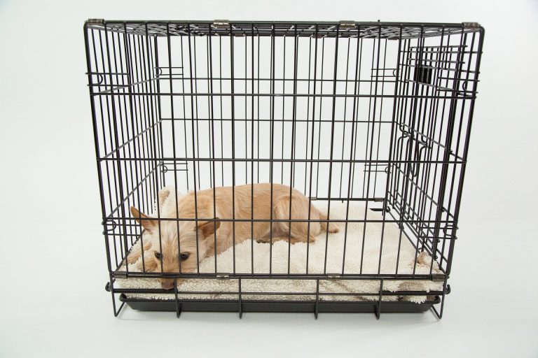 dog-843801_1920
