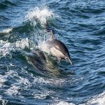 Dolphin Experience Queensland Will Leave Amused