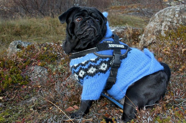 pug-410982_960_720