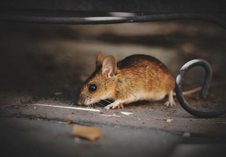 house-mouse-5375101_1280