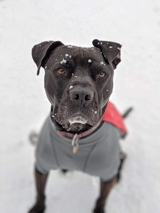 dog-3979993_960_720