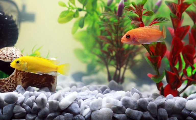 fish-961953_1280