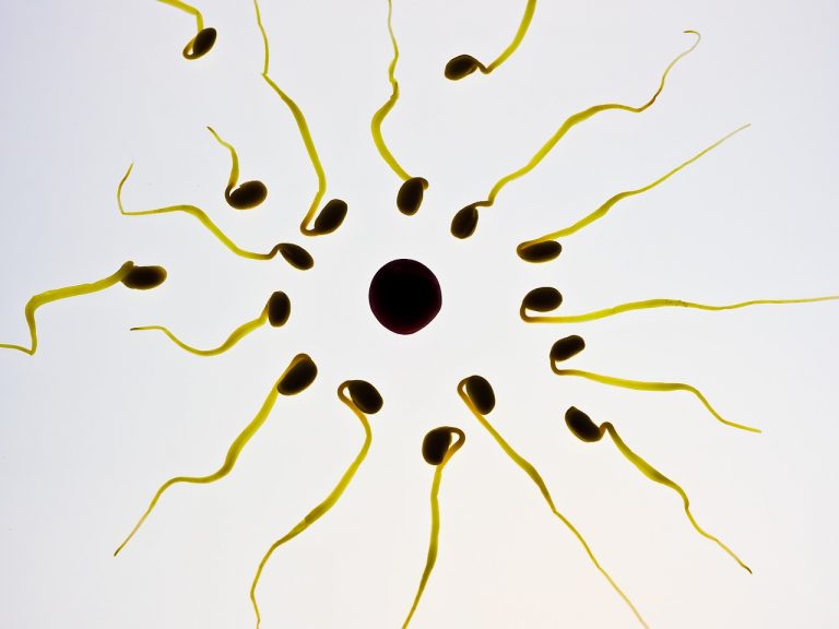 sperm-956481_1280
