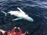 Enjoy Whale Watching During Fraser Island Whale Watching Tours