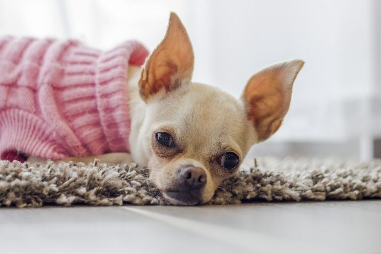 chihuahua-2769980_1920