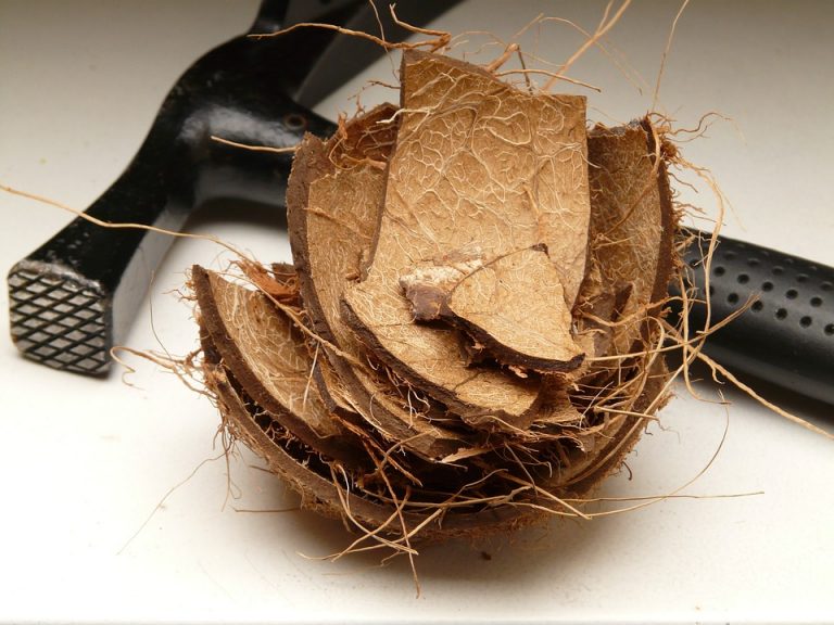 coconut-60447_960_720