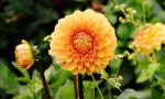 Artificial Dahlias: 3 Things You Need To Know