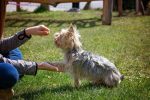 Having A At Home Dog Training Routine For Your Pet