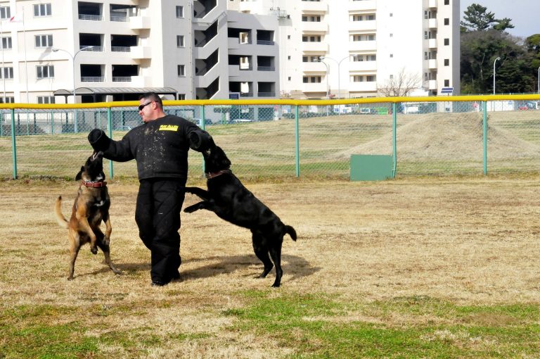 dogs-79582_1920