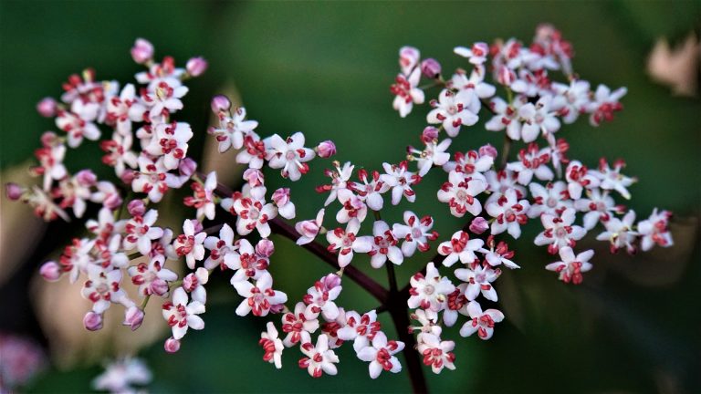 elderflower-4252148_1920