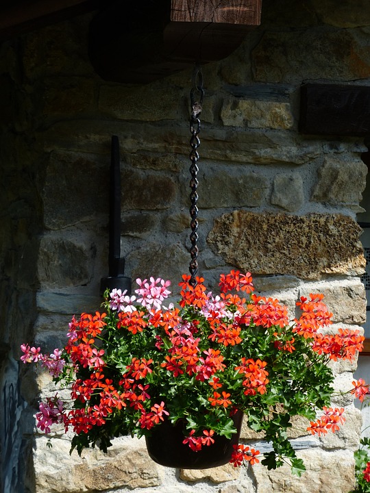 geranium-177428_960_720