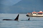 Cape Cod Whale Watching Tours Are Fun For All