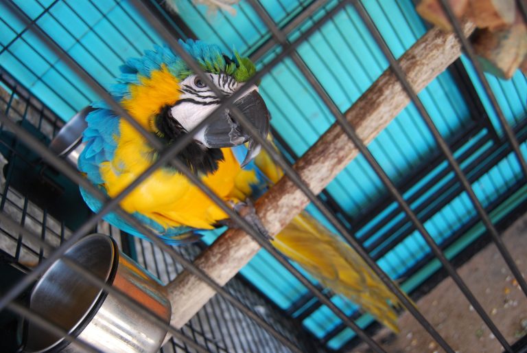 parrot-276929_1920