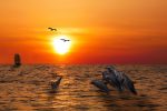 Sunset Dolphin Cruise And Tours