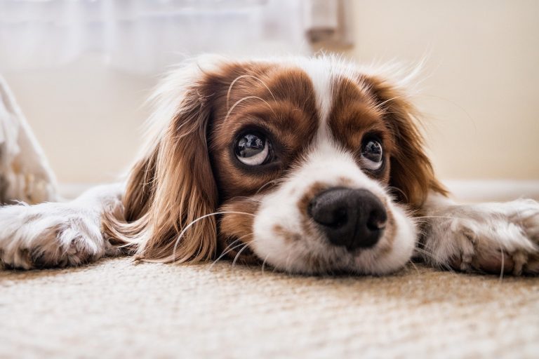 cocker-spaniel-2785074_1920