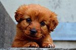 NSW Cavoodle Breeders: The Top 3 Things You Need To Know