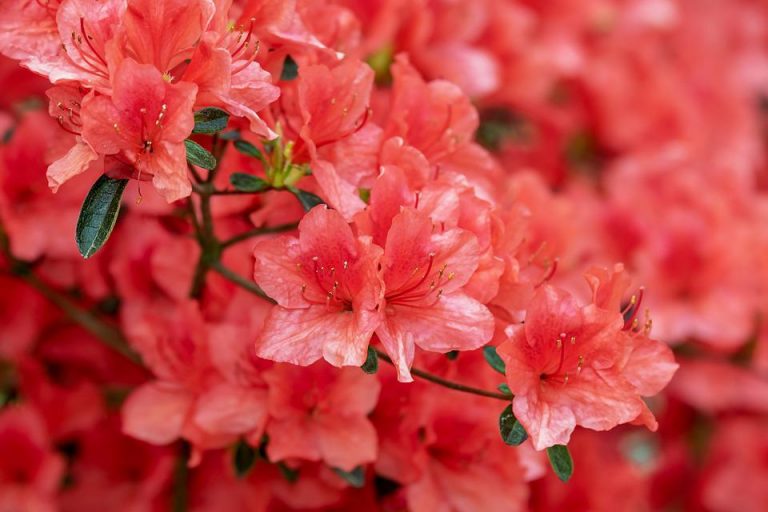 azalea-3387715_960_720
