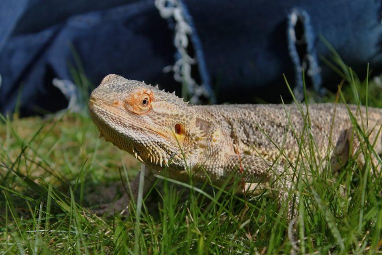 bearded-dragon-742192_960_720