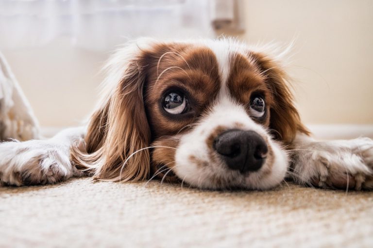 cocker-spaniel-2785074_1920