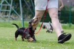 At Home Dog Training Tips For Obedience And Behavior