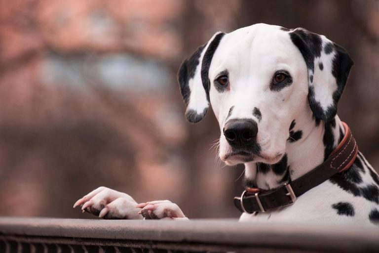 dog-3386001_960_720