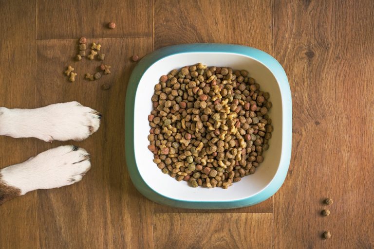 dog-food-5168940_960_720