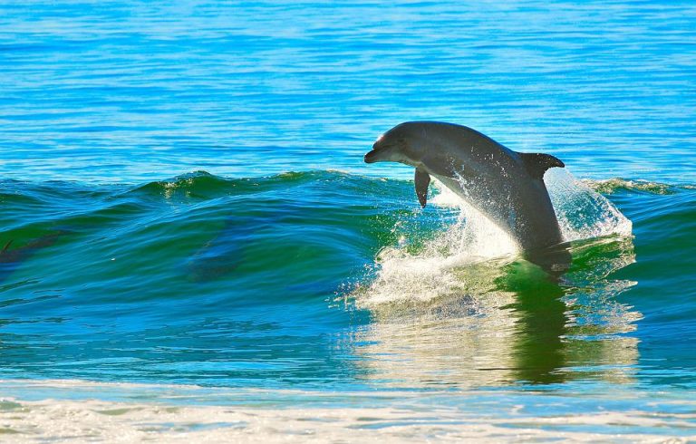 dolphin-1679468_960_720