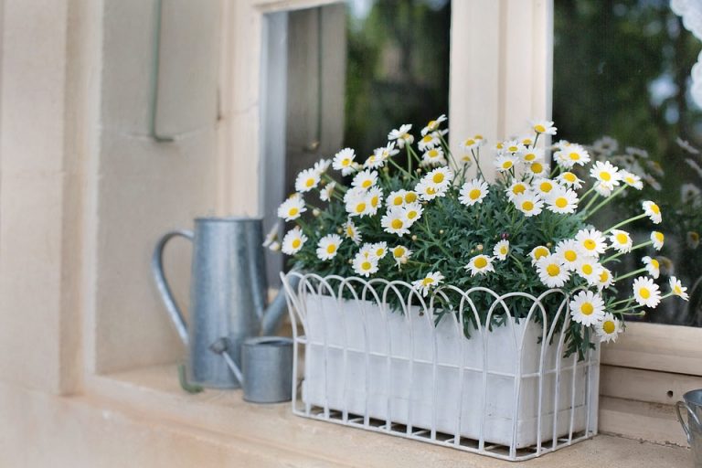 flower-box-1828884_960_720