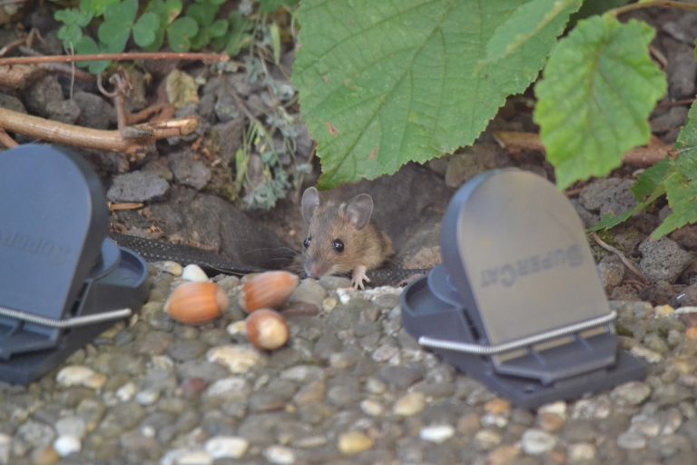 mouse-gb7beddf7a_1920