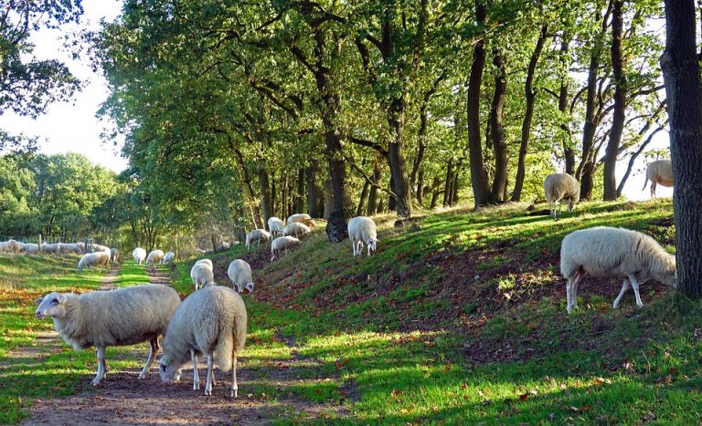 sheep-4596281_960_720