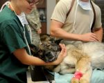 3 Important Points To Know About Veterinary Ultrasound Pinal County