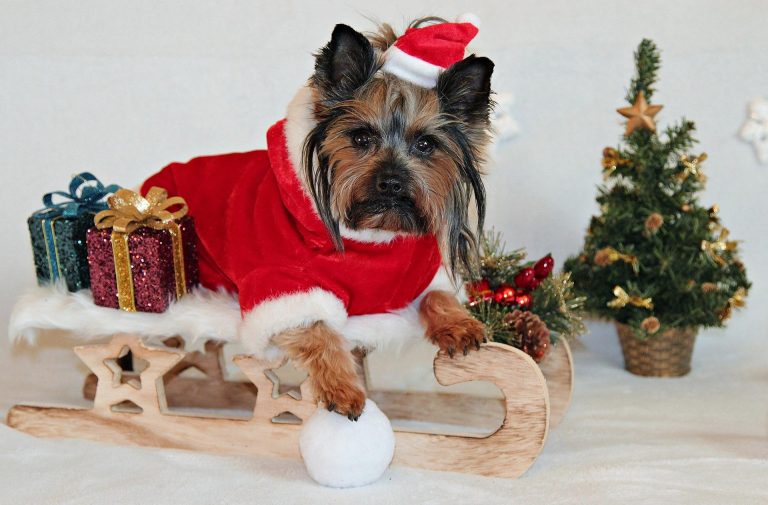 yorkshire-terrier-g021731315_1920