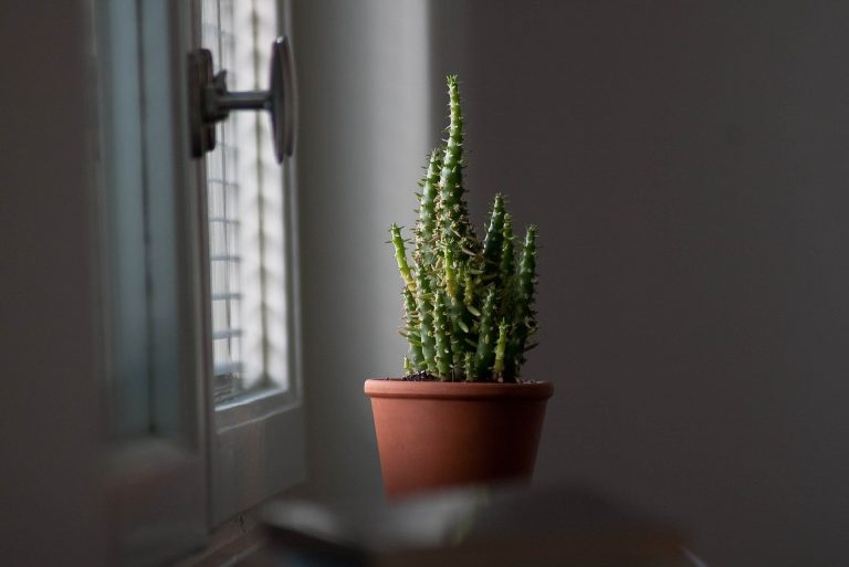 cactus-g1f7aafbcd_1920