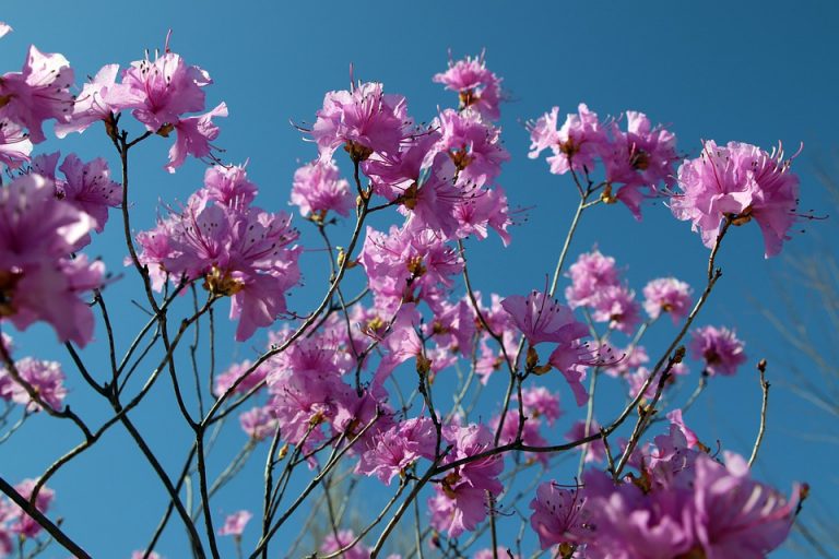 azalea-5012549_960_720