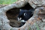 A DIY Rabbit Tunnel System: How To Create One On A Budget