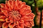 Why Artificial Dahlias Stands Out