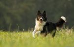 Everything You Need To Know About Sheepdog Whistles