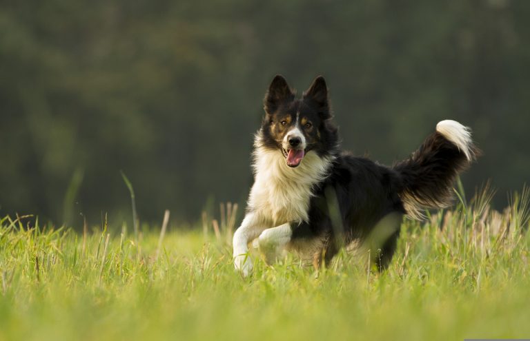 dog-3104807_1920