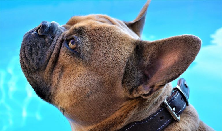 french-bulldog-5177442_1920