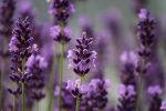 Everything You Need To Know About Companion Plants With Lavender