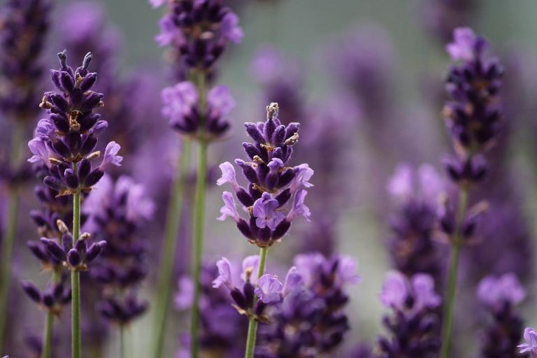 lavenders-3479492_960_720
